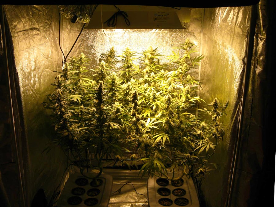 Best 4x4 grow tent - title