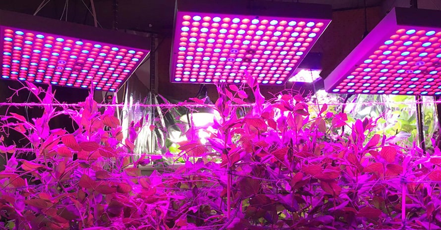 45W LED Grow Light for Indoor