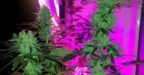 Marijuana In Ultraviolet Light