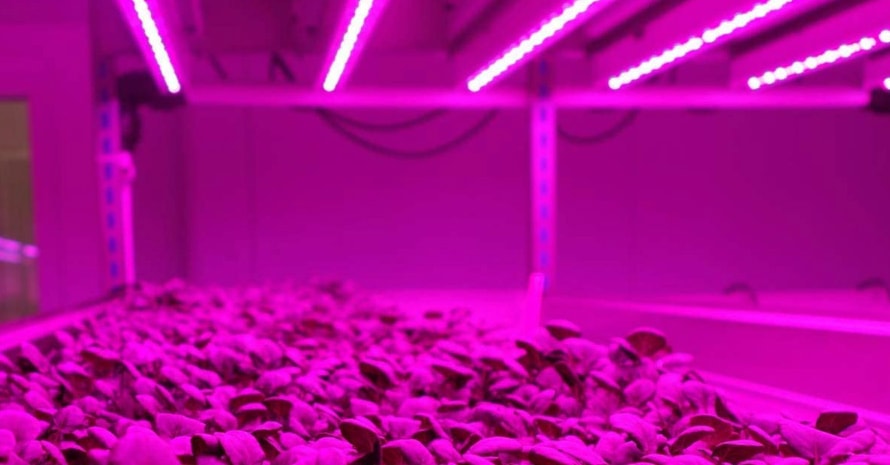 Byingo 4ft LED Grow Light