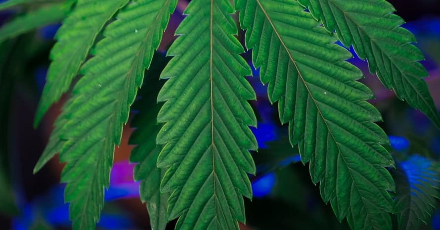 Cannabis Leaf Into Autoflowering