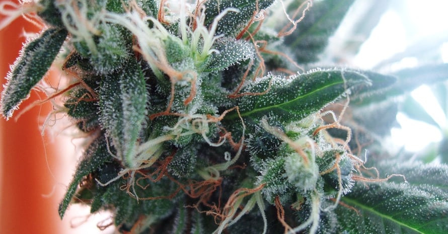 Powdery Mildew On Cannabis