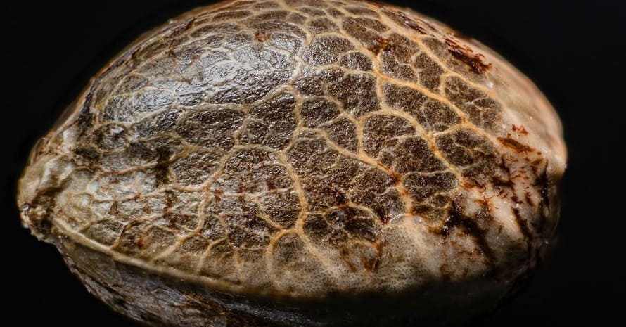 Detailed Picture Of Cannabis Seed