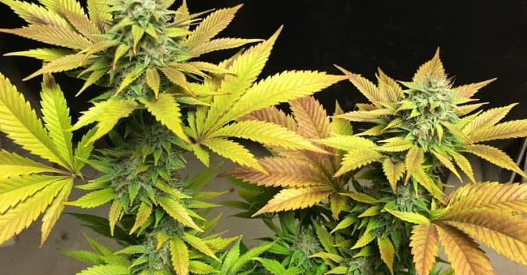 Cannabis Leaf Septoria: The Right Way To Go About It