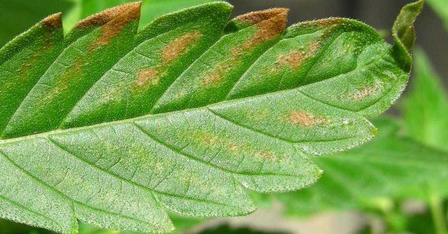 Cannabis Septoria Leaf