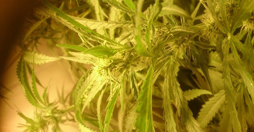 Yellow Curling Up Leaves Of Cannabis