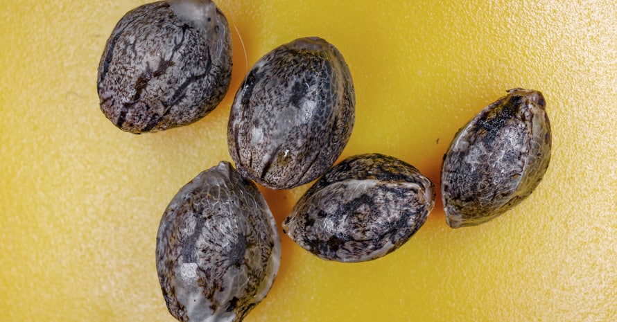 Weed Seeds On Yellow Background