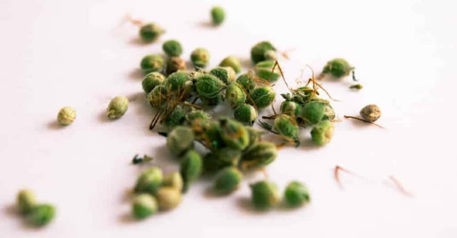 Green Cannabis seeds