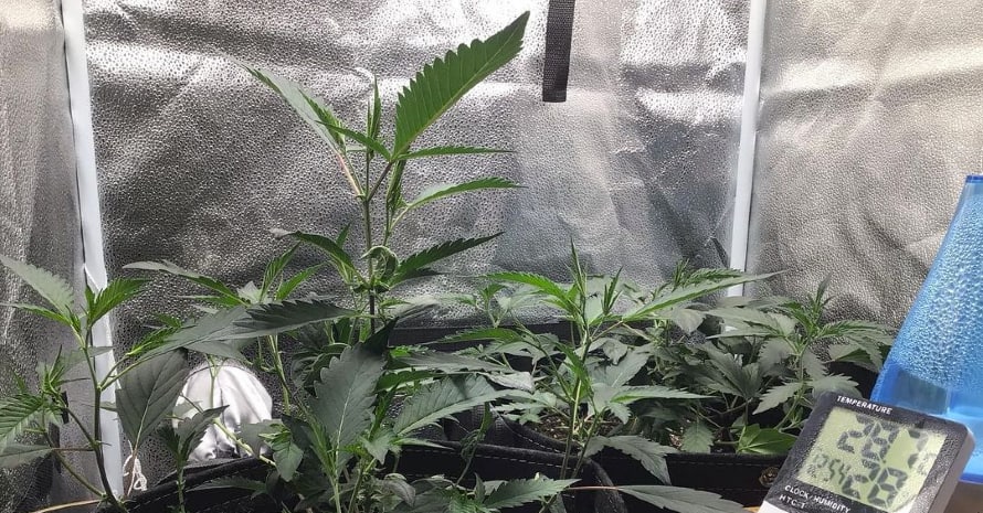 Green plants in Grow Tent