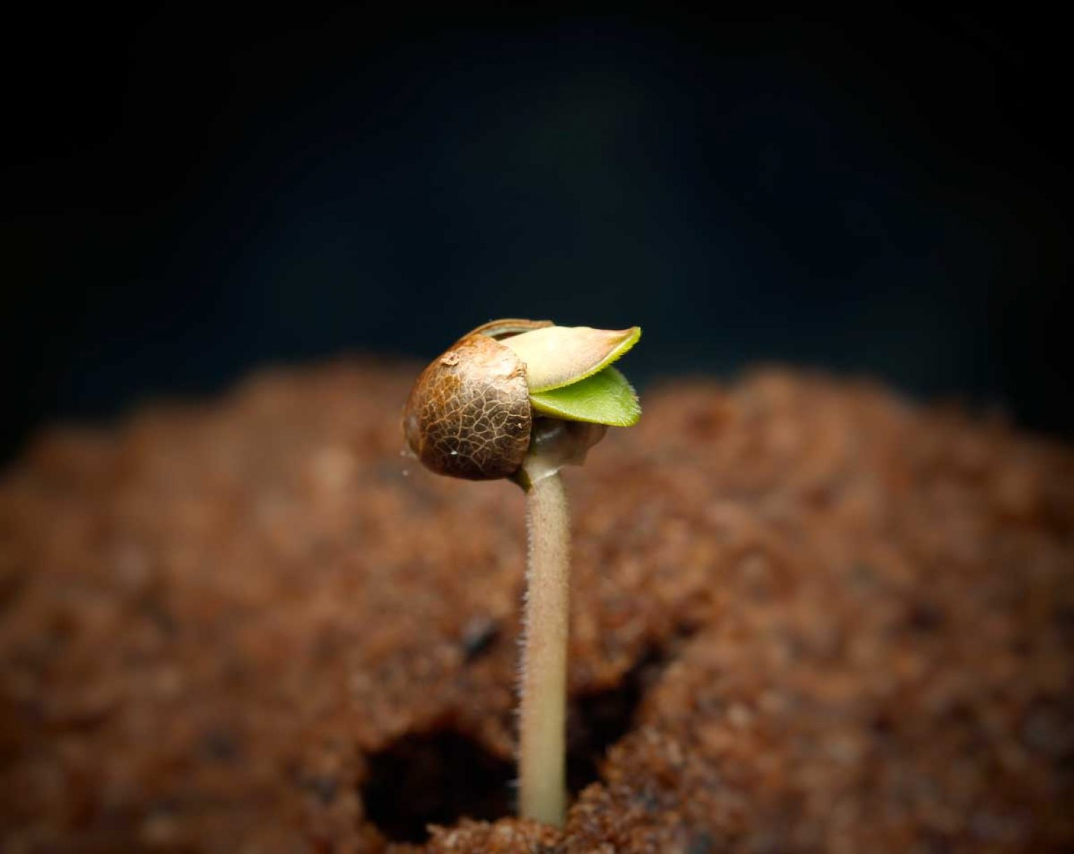 How To Germinate Autoflowers (Week 1) - 420 Grow Radar