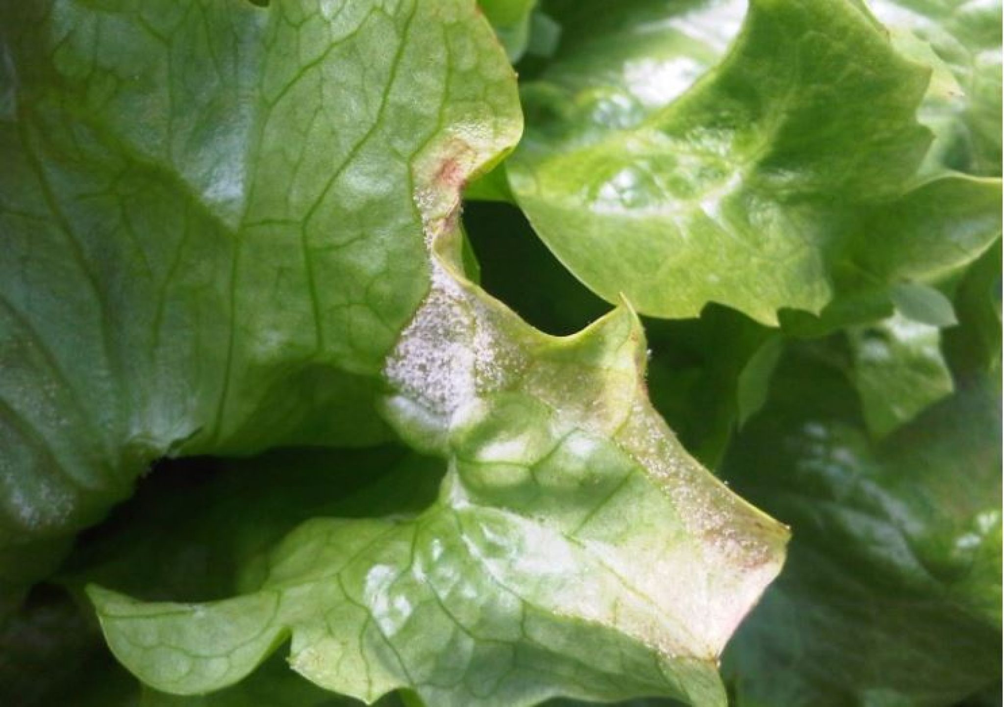 how-to-remove-mildew-in-lettuce-420-grow-radar