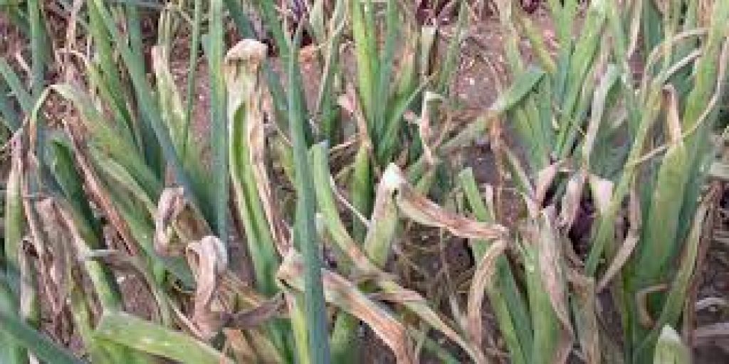 How to remove mildew in onions? 420 Grow Radar