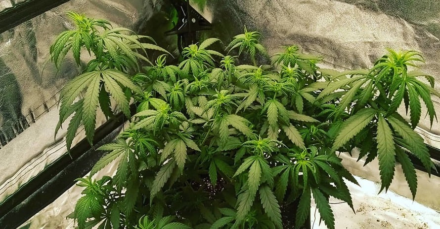 Hybrid Plants Of Indica And Sativa