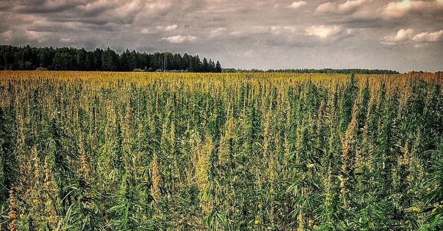 Field Of Indica