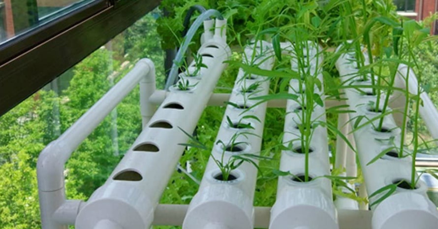 LAPOND Hydroponic Grow Kit