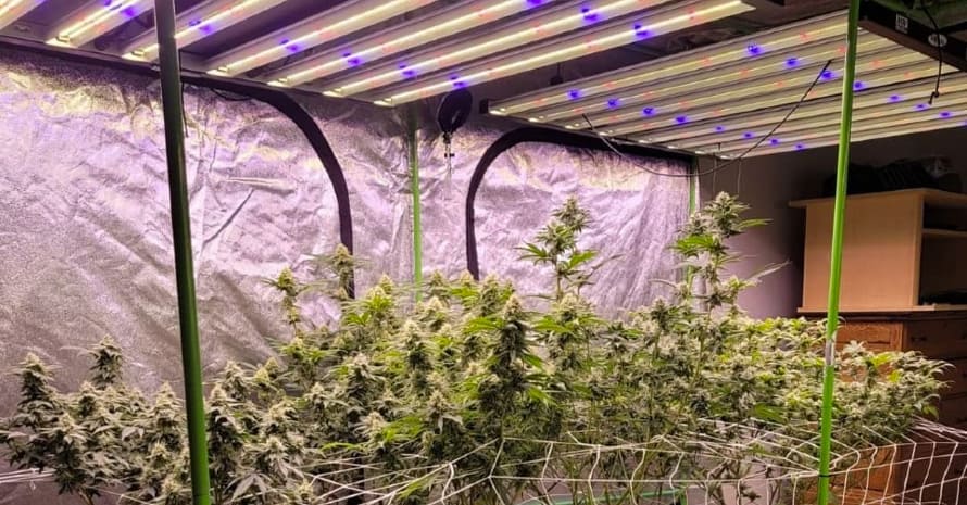 Lower Humidity in Grow Tent