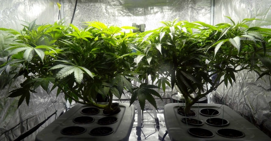 Light For Cannabis Autoflowering