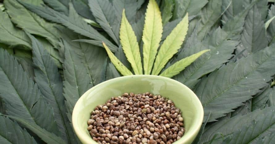 Marijuana Seed