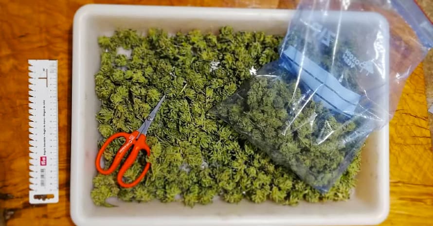 MarijuanaMarijuana in a bowl and a bag cut in a bowl and a bag cut