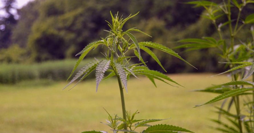 Marijuana in the field