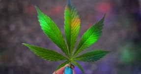 Marijuana leaf in the girl's hand