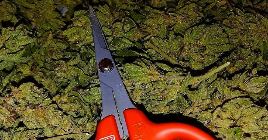 Marijuana scissors