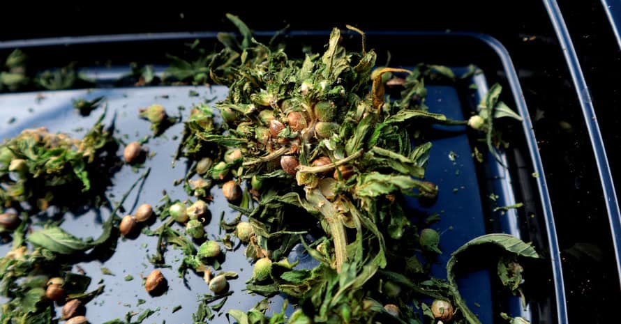 Green Cannabis Seeds