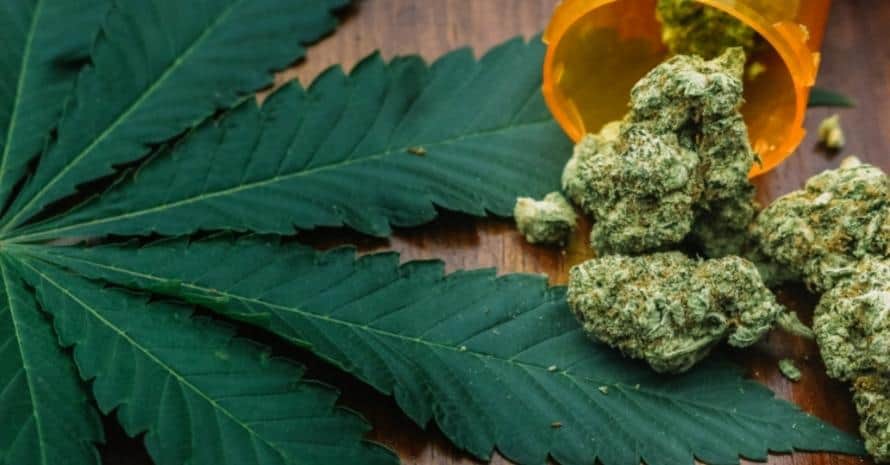 Medical Grade Marijuana leaf seeds