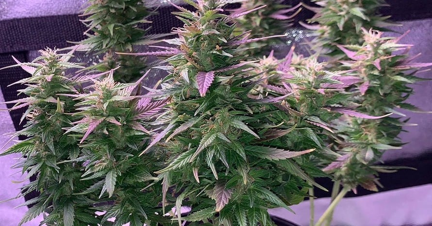 Marijuana Sick Plants