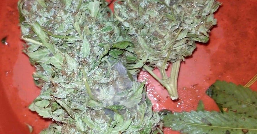 Mold Cannabis Flowers