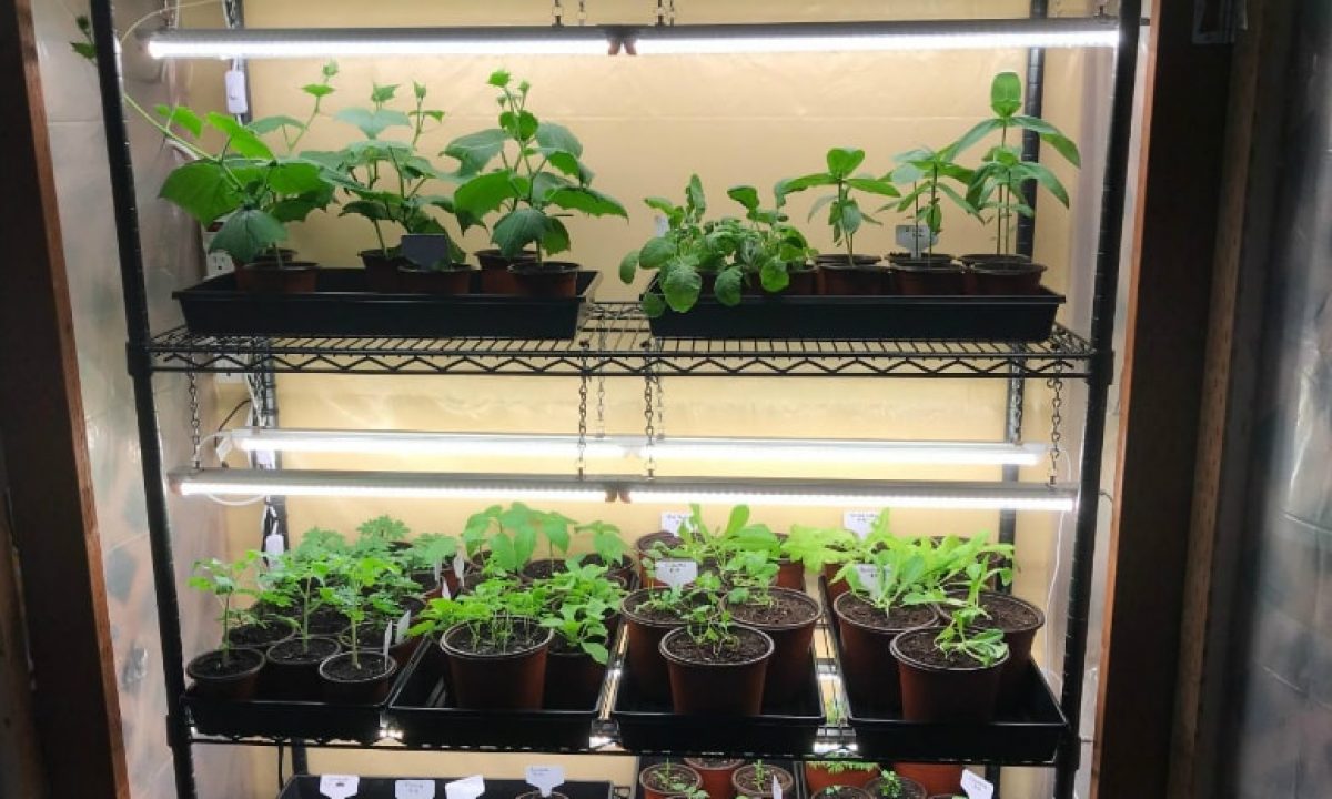 Plant Grow Light Strips Reflectors 252W 6×42W Monios-L T8 LED Grow Light 4FT 