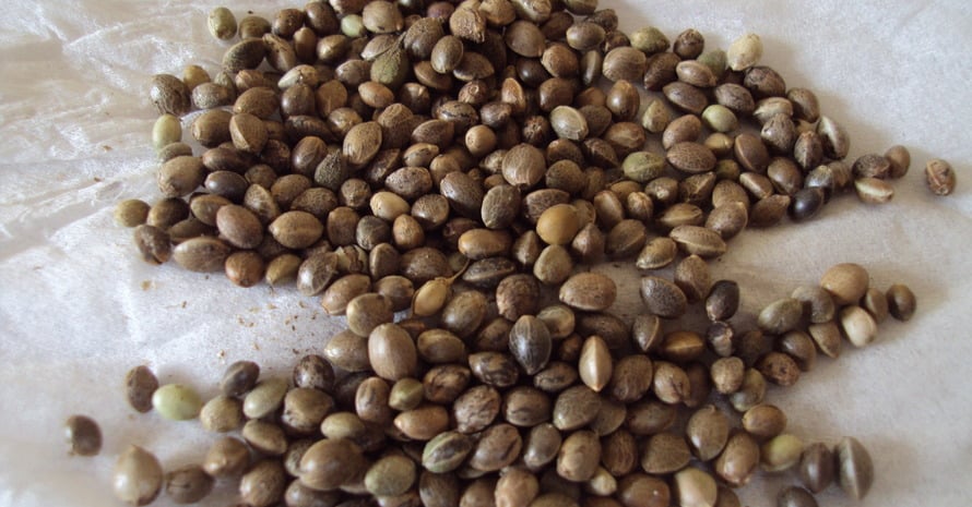 Pile Of Cannabis Seeds