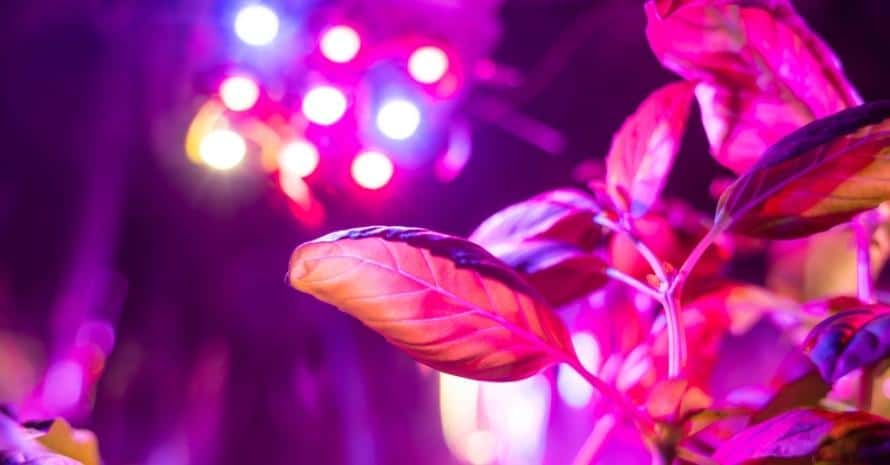 Plant under LED Grow Lights