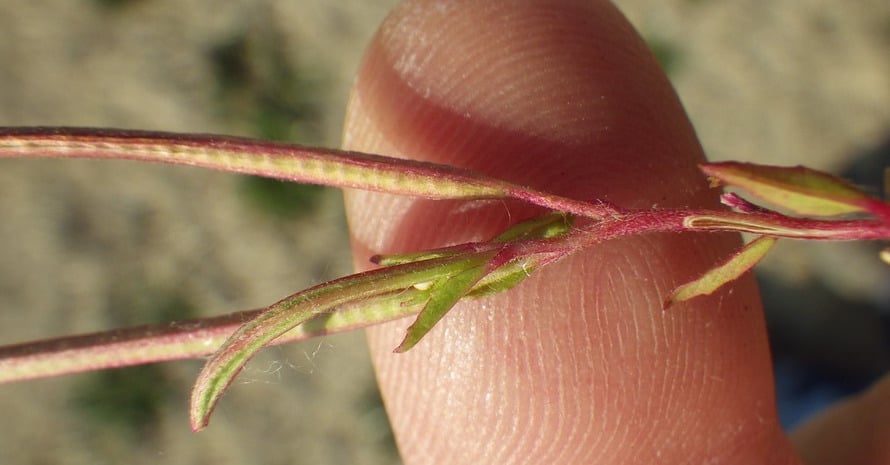 Tiny Red Stem Of Cannabis