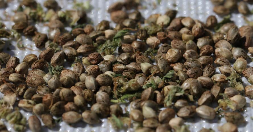 Brown Cannabis Seeds