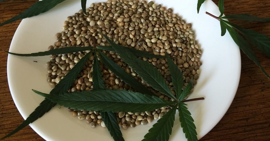 Plate Of Cannabis Seeds