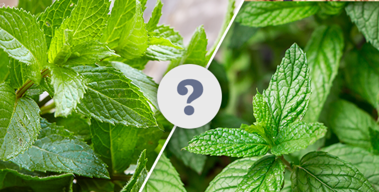 spearmint and peppermint difference