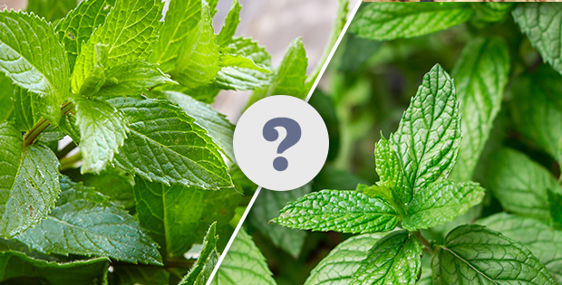 spearmint and peppermint difference