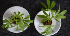 Transplant 2 sprout Cannabis
