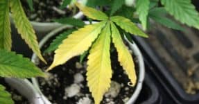 Yellow Leaf Of Marijuana