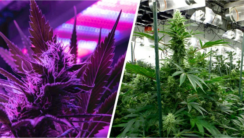 Advantages And Disadvantages Of Led And Hps Grow Lights For Germinating Cannabis Seeds