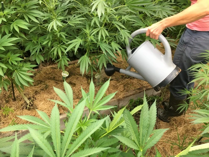 Applying Compost Tea To Cannabis Plants