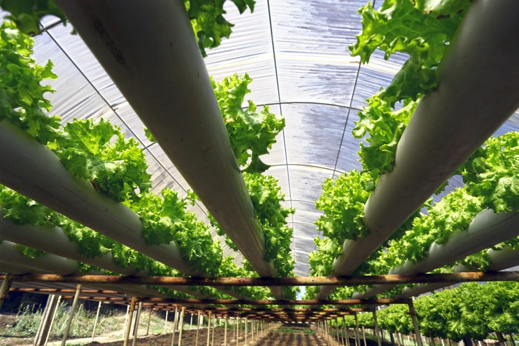 Are Ph-Perfect Hydroponic Watering Systems Worth It?