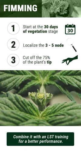 Benefits Of Fimming Your Cannabis Plants