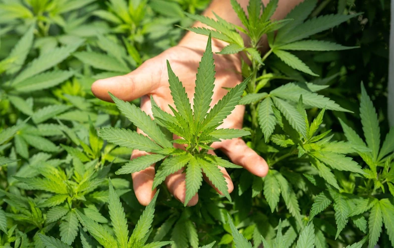 Benefits Of Growing Outdoor Cannabis