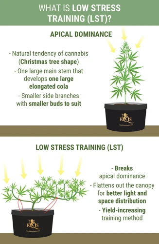 Benefits Of Lst For Autoflowering Cannabis