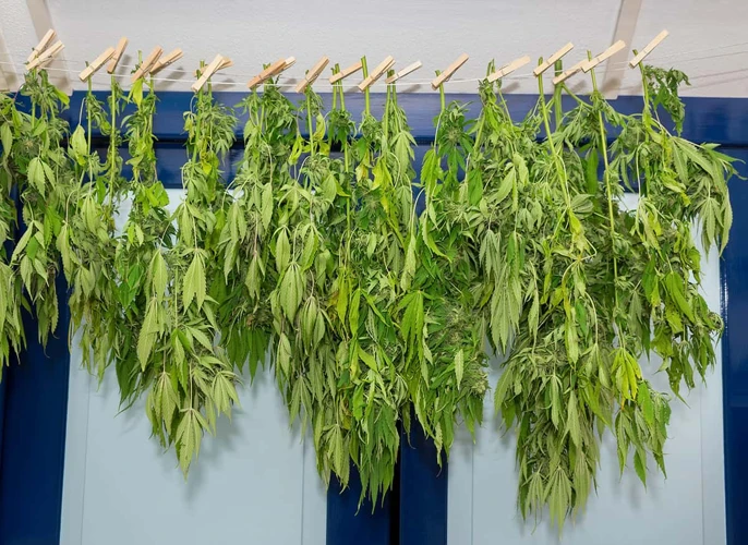 Best Drying Techniques For Cannabis