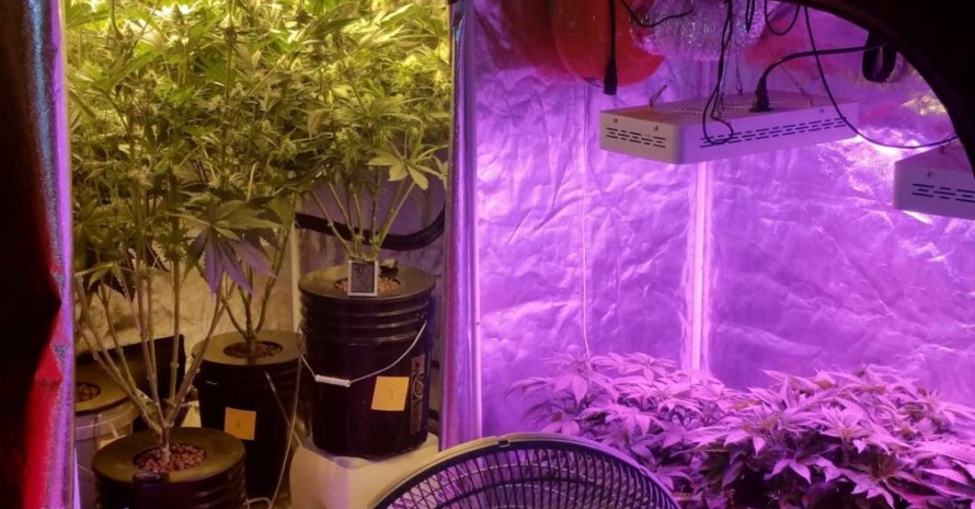 Best Grow Tent: Create a Small Garden in a Simple Way