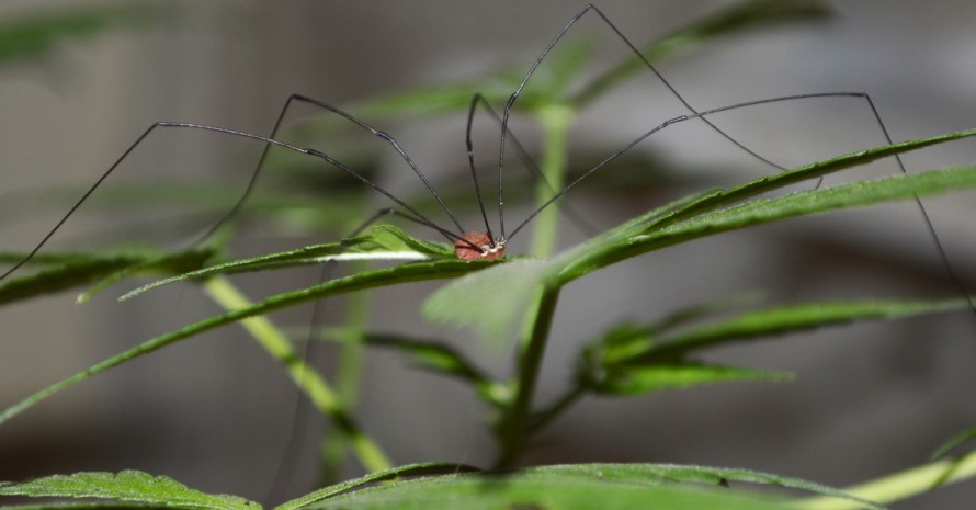 Best Insect Fogger for Cannabis: Top 5 Picks of 2021