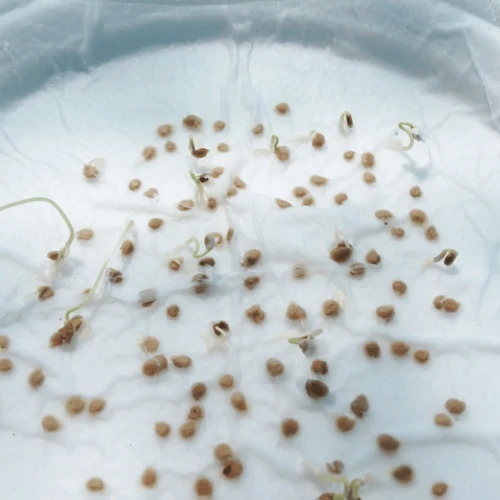 Best Practices For Germinating Quality Cannabis Seeds